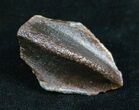 Giant Unworn Triceratops Tooth - #4471-1